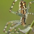 Wasp spider - Argiope bruennichi | Fotografijos autorius : Gintautas Steiblys | © Macronature.eu | Macro photography web site