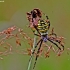 Wasp spider - Argiope bruennichi | Fotografijos autorius : Elmaras Duderis | © Macronature.eu | Macro photography web site