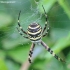 Wasp spider - Argiope bruennichi | Fotografijos autorius : Gediminas Gražulevičius | © Macronature.eu | Macro photography web site