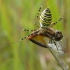 Wasp spider - Argiope bruennichi | Fotografijos autorius : Nomeda Vėlavičienė | © Macronature.eu | Macro photography web site