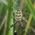 Wasp spider - Argiope bruennichi | Fotografijos autorius : Algirdas Vilkas | © Macronature.eu | Macro photography web site