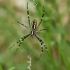 Wasp spider - Argiope bruennichi | Fotografijos autorius : Gintautas Steiblys | © Macronature.eu | Macro photography web site