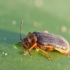 Waterlily Leaf Beetle - Galerucella nymphaeae | Fotografijos autorius : Agnė Našlėnienė | © Macronature.eu | Macro photography web site