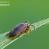 Waterlily Leaf Beetle - Galerucella nymphaeae | Fotografijos autorius : Darius Baužys | © Macronature.eu | Macro photography web site