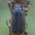 Waterlily leaf beetle - Galerucella nymphaeae | Fotografijos autorius : Žilvinas Pūtys | © Macronature.eu | Macro photography web site