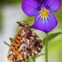 Mažasis perlinukas - Boloria (Clossiana) dia | Fotografijos autorius : Vaida Paznekaitė | © Macronature.eu | Macro photography web site