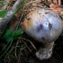 Webcap - Cortinarius sp. | Fotografijos autorius : Aleksandras Stabrauskas | © Macronature.eu | Macro photography web site