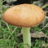 Weeping Bolete - Suillus granulatus | Fotografijos autorius : Gintautas Steiblys | © Macronature.eu | Macro photography web site