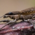 Weevil - Charagmus griseus | Fotografijos autorius : Oskaras Venckus | © Macronature.eu | Macro photography web site
