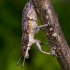 Weevil - Charagmus griseus | Fotografijos autorius : Romas Ferenca | © Macronature.eu | Macro photography web site
