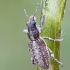 Weevil - Charagmus griseus | Fotografijos autorius : Gintautas Steiblys | © Macronature.eu | Macro photography web site