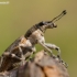 Weevil - Charagmus griseus | Fotografijos autorius : Oskaras Venckus | © Macronature.eu | Macro photography web site