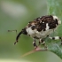 Weevil - Hadroplontus trimaculatus | Fotografijos autorius : Gintautas Steiblys | © Macronature.eu | Macro photography web site