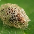 Weevil - Hypera sp., cocoon | Fotografijos autorius : Vidas Brazauskas | © Macronature.eu | Macro photography web site