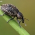 Weevil - Hypera sp. | Fotografijos autorius : Gintautas Steiblys | © Macronature.eu | Macro photography web site