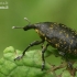 Weevil - Larinus sturnus  | Fotografijos autorius : Gintautas Steiblys | © Macronature.eu | Macro photography web site