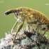 Weevil - Larinus sturnus | Fotografijos autorius : Arūnas Eismantas | © Macronature.eu | Macro photography web site