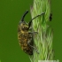 Weevil - Larinus sturnus | Fotografijos autorius : Romas Ferenca | © Macronature.eu | Macro photography web site