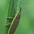 Weevil - Lixus iridis  | Fotografijos autorius : Gintautas Steiblys | © Macronature.eu | Macro photography web site