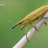Maudinis stiebastraublis - Lixus iridis | Fotografijos autorius : Arūnas Eismantas | © Macronature.eu | Macro photography web site