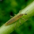 Weevil - Lixus paraplecticus | Fotografijos autorius : Romas Ferenca | © Macronature.eu | Macro photography web site