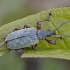 Lapinukas - Phyllobius glaucus | Fotografijos autorius : Žilvinas Pūtys | © Macronature.eu | Macro photography web site