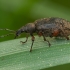Weevil - Phyllobius glaucus | Fotografijos autorius : Žilvinas Pūtys | © Macronature.eu | Macro photography web site
