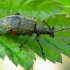 Weevil - Phyllobius glaucus | Fotografijos autorius : Romas Ferenca | © Macronature.eu | Macro photography web site