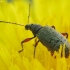 Weevil - Phyllobius glaucus | Fotografijos autorius : Vidas Brazauskas | © Macronature.eu | Macro photography web site
