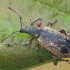 Weevil - Phyllobius glaucus | Fotografijos autorius : Gintautas Steiblys | © Macronature.eu | Macro photography web site