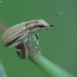 Weevil - Sitona sp. | Fotografijos autorius : Vidas Brazauskas | © Macronature.eu | Macro photography web site