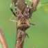 Western Conifer Seed Bug - Leptoglossus occidentalis | Fotografijos autorius : Gintautas Steiblys | © Macronature.eu | Macro photography web site