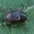 Western Grape Rootworm - Bromius obscurus | Fotografijos autorius : Žilvinas Pūtys | © Macronature.eu | Macro photography web site