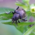 Western Grape Rootworm - Bromius obscurus | Fotografijos autorius : Romas Ferenca | © Macronature.eu | Macro photography web site