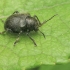 Western Grape Rootworm - Bromius obscurus | Fotografijos autorius : Gintautas Steiblys | © Macrogamta.lt | Šis tinklapis priklauso bendruomenei kuri domisi makro fotografija ir fotografuoja gyvąjį makro pasaulį.