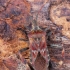 Pušinė kampuotblakė - Leptoglossus occidentalis | Fotografijos autorius : Vaida Paznekaitė | © Macronature.eu | Macro photography web site