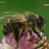 Vakarinė medunešė bitė - Apis mellifera  | Fotografijos autorius : Gintautas Steiblys | © Macronature.eu | Macro photography web site