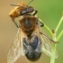 Western honey bee - Apis mellifera, drone | Fotografijos autorius : Gintautas Steiblys | © Macronature.eu | Macro photography web site