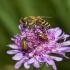 Vakarinė medunešė bitė - Apis mellifera | Fotografijos autorius : Irenėjas Urbonavičius | © Macronature.eu | Macro photography web site