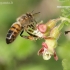 Vakarinė medunešė bitė / Naminė bitė - Apis mellifera | Fotografijos autorius : Gediminas Gražulevičius | © Macronature.eu | Macro photography web site