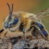 Vakarinė medunešė bitė - Apis mellifera | Fotografijos autorius : Eugenijus Kavaliauskas | © Macronature.eu | Macro photography web site