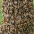 Vakarinės medunešės bitės - Apis mellifera | Fotografijos autorius : Gintautas Steiblys | © Macronature.eu | Macro photography web site