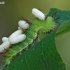 White Admiral - Limenitis camilla, caterpillar | Fotografijos autorius : Arūnas Eismantas | © Macronature.eu | Macro photography web site