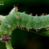 White Admiral - Limenitis camilla, caterpillar | Fotografijos autorius : Gintautas Steiblys | © Macronature.eu | Macro photography web site