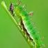 White Admiral - Limenitis camilla, caterpillar | Fotografijos autorius : Lukas Jonaitis | © Macronature.eu | Macro photography web site