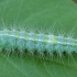 White Plume Moth - Pterophorus pentadactyla, caterpillar | Fotografijos autorius : Gintautas Steiblys | © Macronature.eu | Macro photography web site
