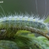 White Plume Moth - Pterophorus pentadactyla, caterpillar | Fotografijos autorius : Gintautas Steiblys | © Macronature.eu | Macro photography web site