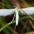 White Plume Moth - Pterophorus pentadactyla | Fotografijos autorius : Ramunė Vakarė | © Macronature.eu | Macro photography web site