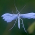 White Plume Moth - Pterophorus pentadactyla | Fotografijos autorius : Gediminas Gražulevičius | © Macronature.eu | Macro photography web site