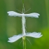 White Plume Moth - Pterophorus pentadactyla | Fotografijos autorius : Rasa Gražulevičiūtė | © Macronature.eu | Macro photography web site
